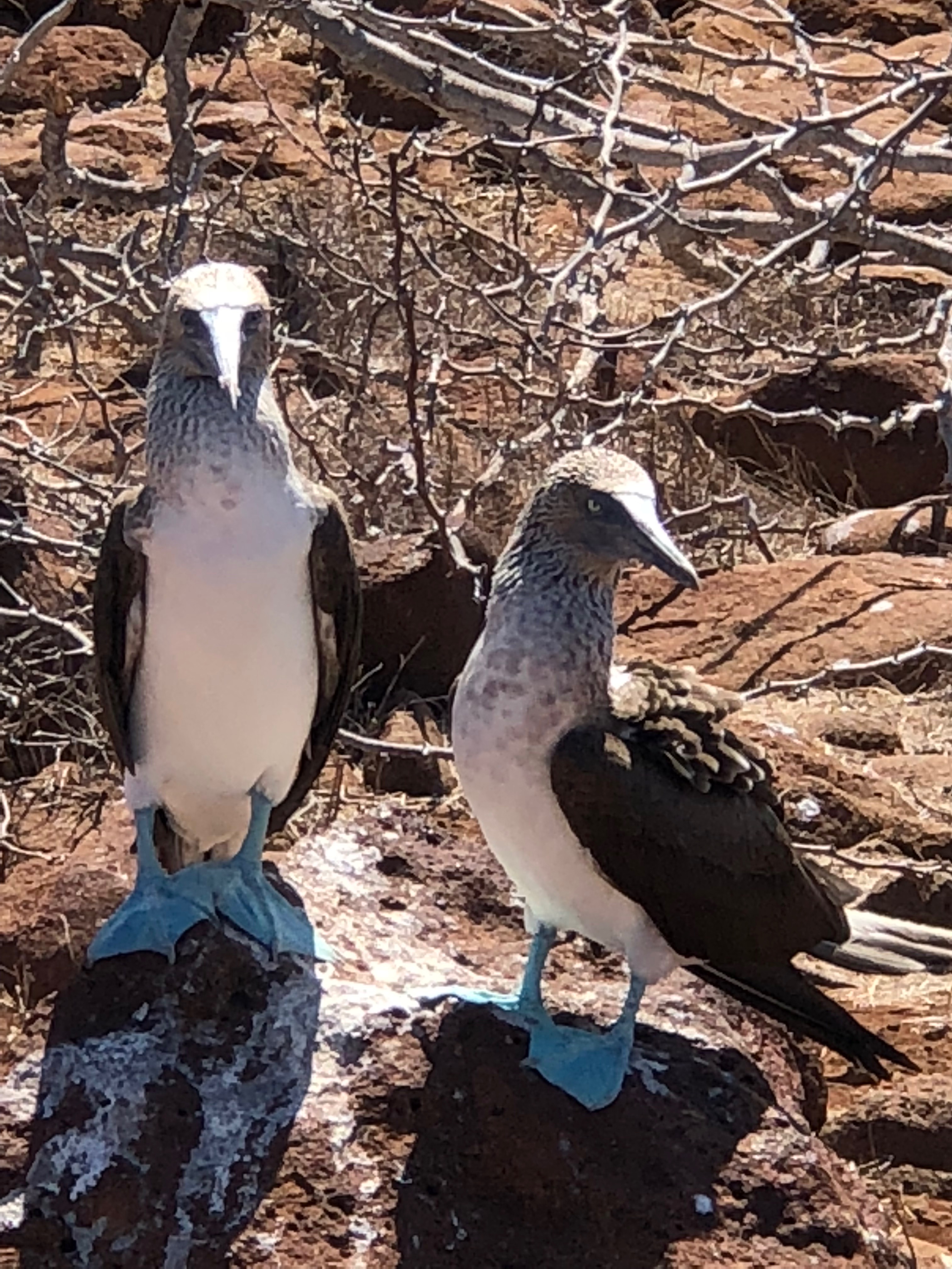 dos bobos patiazules