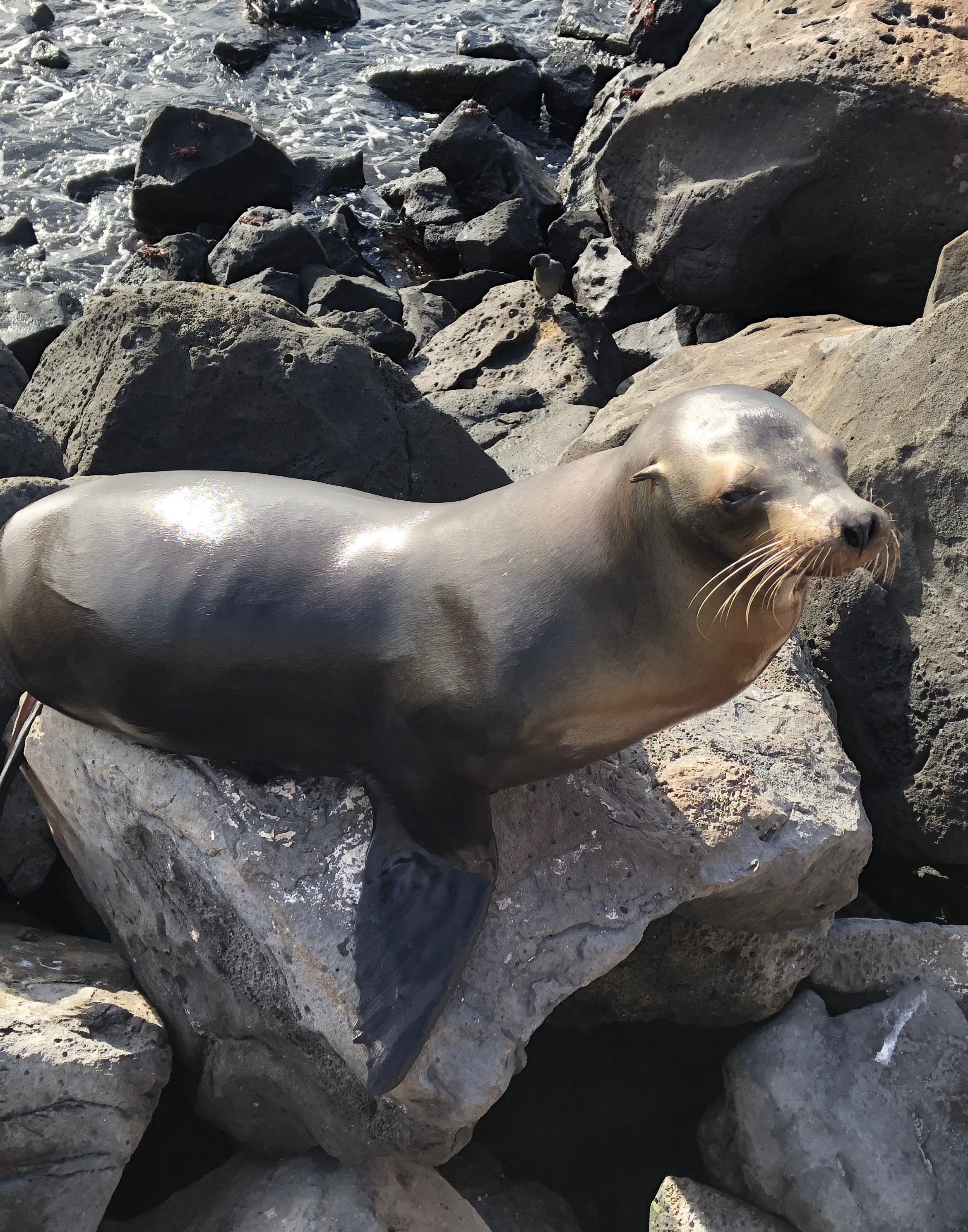 un lobo marino